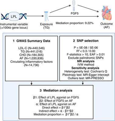 Lipid-lowering drugs, circulating inflammatory factors, and atrial fibrillation: a mediation Mendelian randomization study